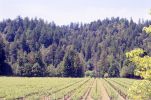 PICTURES/California Coastline, Fort Ross and a Little Wine/t_Korbel Winery3.jpg